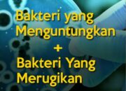 10 Nama Bakteri yang Menguntungkan dan Merugikan Lingkungan
