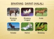 10 Hewan yang Haram dan Halal Beserta Penjelasan dalam Berbagai Tradisi!