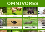 10 Jenis Hewan Omnivora dan Kebiasaan Makan Mereka
