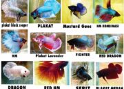 10 Jenis Ikan Cupang Terpopuler di Indonesia