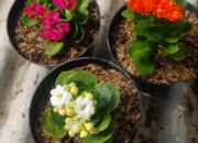 10 Jenis Tanaman Hias Cocor Bebek: Perawatan dan Manfaatnya