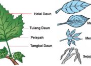 10 Macam Lipatan Daun dan Fungsinya bagi Tumbuhan