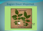 10 Jenis Daun Majemuk yang Menarik untuk Dipelajari