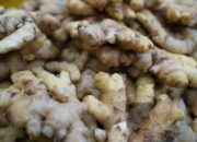 10 Jenis Rimpang Ciri Ciri Fisik Dan Manfaat