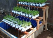 5 Langkah Hidroponik Sederhana: Mulai Berkebun di Rumah Tanpa Tanah!