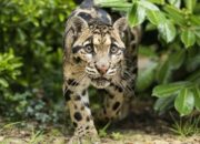 10 Fauna Unik dari Kamboja yang Menarik untuk Dipelajari!