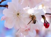 10 Hewan dengan Keunikan Luar Biasa yang Jarang Kamu Dengar!