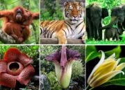 10 Hewan dan Tumbuhan di Sekitar Rumah yang Sering Kita Temui!
