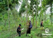 10 Jenis Tanaman Kehutanan yang Berperan dalam Kelestarian Alam