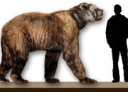 10 Jenis Mammoth yang Pernah Menghuni Bumi