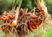 10 Jenis Akar untuk Obat Alami: Solusi Kesehatan dari Alam