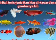 10 Jenis Ikan Hias Air Tawar Beserta Ciri Morfologinya