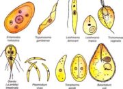 10 Jenis Protozoa Beserta Gambar dan Penjelasannya