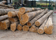 10 Jenis Kayu yang Paling Umum di Indonesia