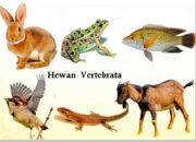 10 Hewan Vertebrata Beserta Nama Latin yang Penting untuk Diketahui!