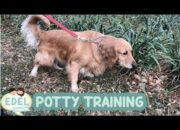5 Tips Melatih Anak Anjing Stubborn untuk Potty Training