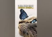 3 Hal yang Tidak Disukai Kucing: Menjaga Hewan Peliharaan Tetap Bahagia