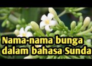 10 Nama Bunga dalam Bahasa Sunda yang Unik dan Menarik untuk Diketahui!