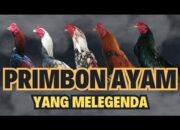 Arti Warna Ayam Jago Menurut Primbon: Apa Tanda di Balik Warna?