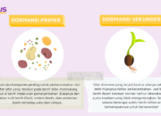 4 Tipe Dormansi Benih: Cara Tanaman Bertahan dalam Kondisi Ekstrem!
