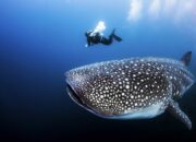 10 Jenis Ikan Paus Terbesar di Dunia yang Menakjubkan