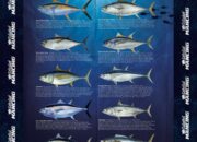 10 Jenis Ikan Pelagis Kecil yang Paling Sering Ditangkap