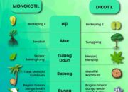 10 Jenis Tanaman Monokotil dan Dikotil Beserta Contohnya