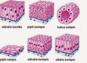 10 Jenis Jaringan Epitel dan Fungsinya dalam Tubuh Manusia