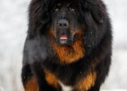 10 Jenis Anjing Terbesar di Dunia yang Mempesona dan Menakutkan