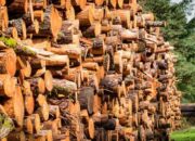 10 Jenis Kayu dan Kelasnya untuk Konstruksi dan Furniture