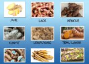 10 Jenis Rimpang Dan Kegunaannya