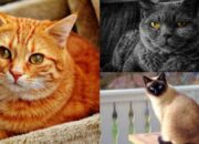 10 Macam Kucing Favorit sebagai Hewan Peliharaan
