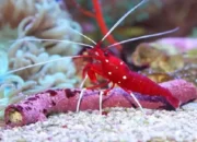 10 Jenis Udang Air Tawar yang Lezat dan Mudah Dibudidayakan!