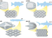 4 Tipe Sisik Ikan: Fungsi dan Adaptasi Unik dalam Dunia Air!