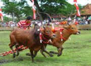 10 Jenis Olahraga Tradisional Indonesia dan Asal Daerahnya