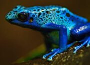 10 Jenis Katak Beracun yang Harus Kamu Hindari