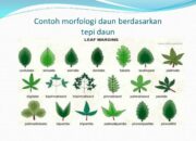 10 Jenis Rimpang Daun Buah Bunga