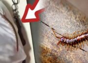 Arti Kelabang Masuk Rumah Menurut Primbon Jawa: Apa yang Harus Diketahui?