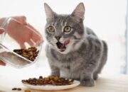 Pahala Ibu Hamil Memberi Makanan pada Kucing: Kasih Sayang yang Diganjar Kebaikan