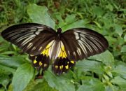 10 Jenis Kupu-Kupu Cantik yang Bisa Ditemukan di Indonesia