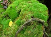 10 Jenis Tumbuhan Lumut yang Unik dan Berperan Penting di Ekosistem