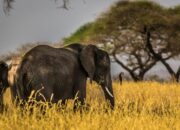 10 Fauna Unik dan Manfaatnya bagi Ekosistem