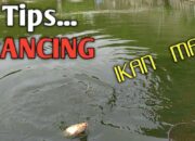 5 Tips Mancing Ikan Mas yang Paling Ampuh