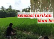 5 Tips Memancing Ikan Betok di Sawah dan Rawa