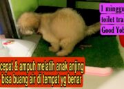 5 Tips Mengatasi Masalah Anak Anjing yang Sering Buang Air