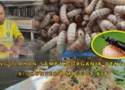 5 Langkah Pengolahan Maggot: Solusi Ramah Lingkungan untuk Pengelolaan Limbah Organik!