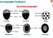 4 Tipe Berkas Pengangkut: Struktur Dasar dalam Tumbuhan yang Perlu Anda Ketahui!