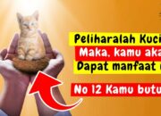 Pahala Bagi yang Merawat Kucing Sakit: Kasih Sayang pada Makhluk Allah