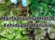 10 Lumut Hati Beserta Nama Ilmiah dan Manfaat Ekologisnya!