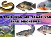 10 Jenis Ikan Air Tawar yang Dapat Dikonsumsi untuk Hidangan Lezat